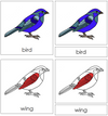 Bird Nomenclature 3-Part Cards (red) - Montessori Print Shop