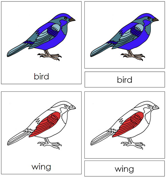 Bird Nomenclature Cards (red) - Montessori Print Shop