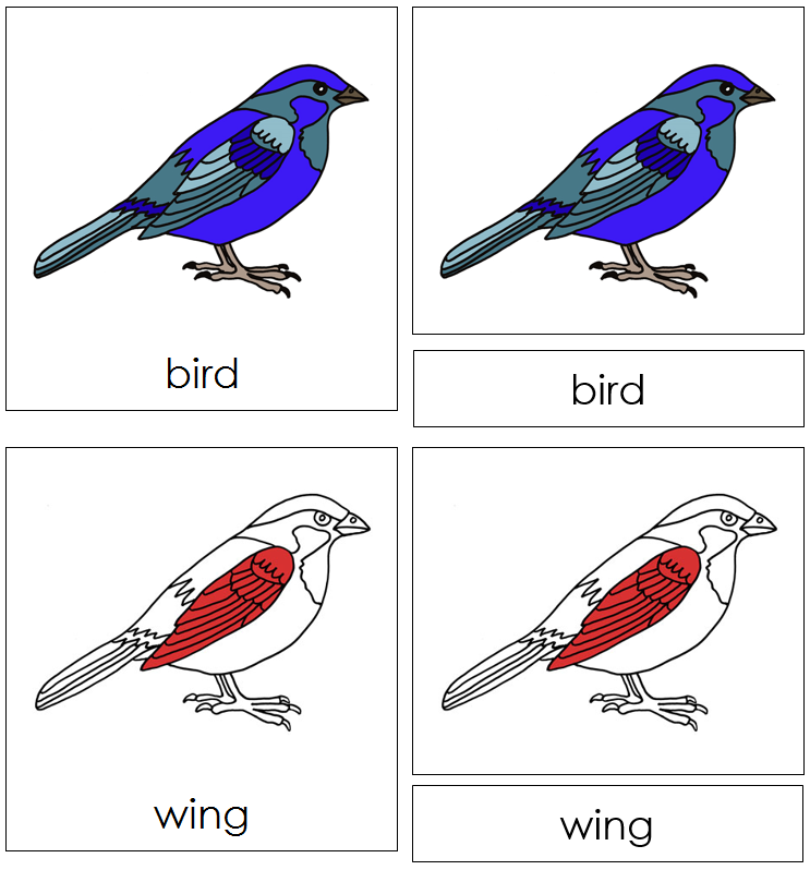 Bird Nomenclature Cards (red) - Montessori Print Shop Digital Download
