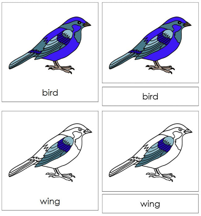 Parts of a Bird 3-Part Nomenclature Cards - Montessori Print Shop Digital Download