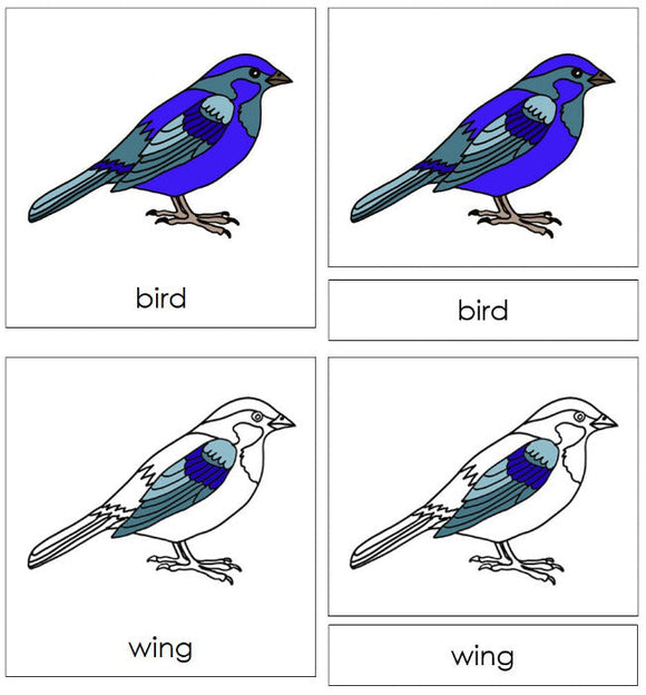 Parts of a Bird 3-Part Nomenclature Cards - Montessori Print Shop Digital Download
