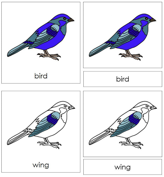 Parts of the Bird 3-Part Nomenclature Cards - Montessori Print Shop Digital Download