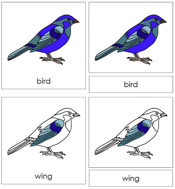 Montessori Bird Nomenclature Definition Set - Montessori Print Shop Digital Download