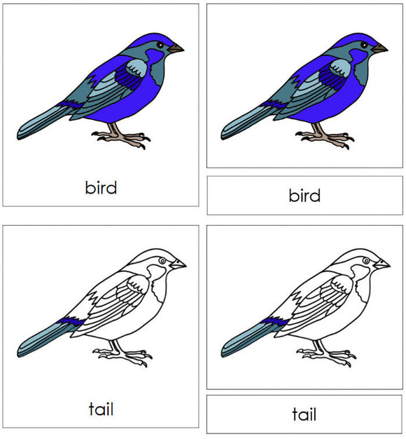 Zoology Nomenclature Bundle Set 1 - Montessori Print Shop Digital Download