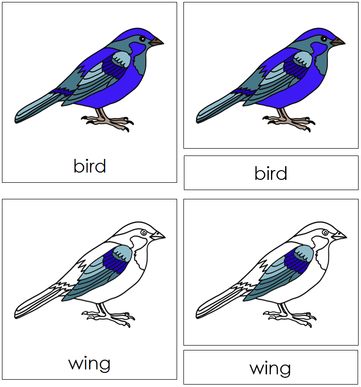 Bird Nomenclature Cards - Montessori Print Shop Digital Download