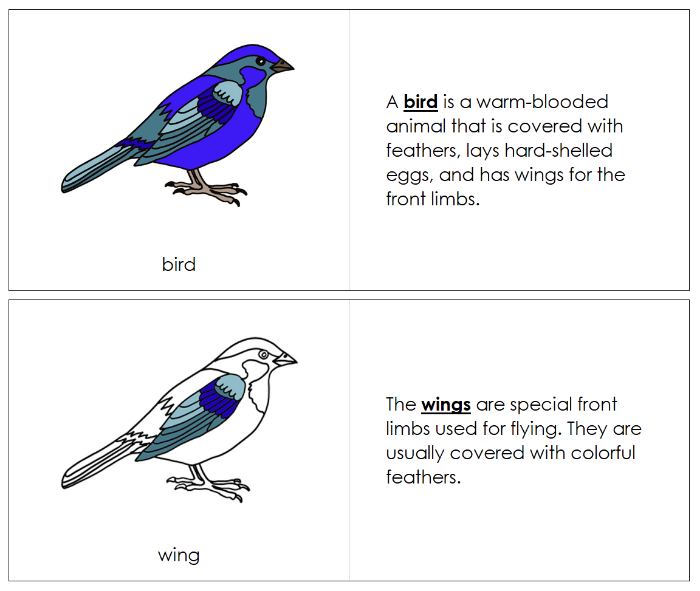 Parts of a Bird Nomenclature Book - Montessori Print Shop Digital Download