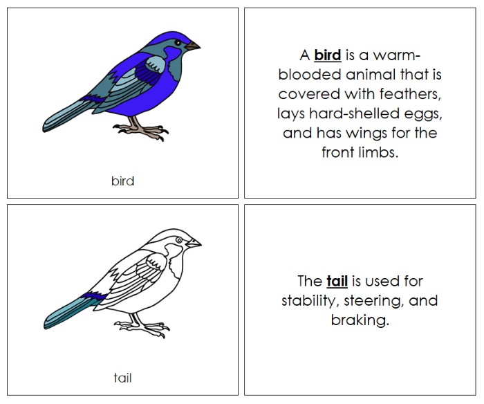 Parts of a Bird Nomenclature Book - Montessori Print Shop Digital Download