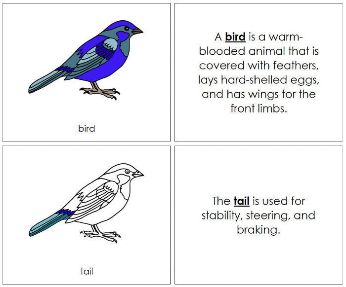 Parts of the Bird Nomenclature Book - Montessori Print Shop Digital Download