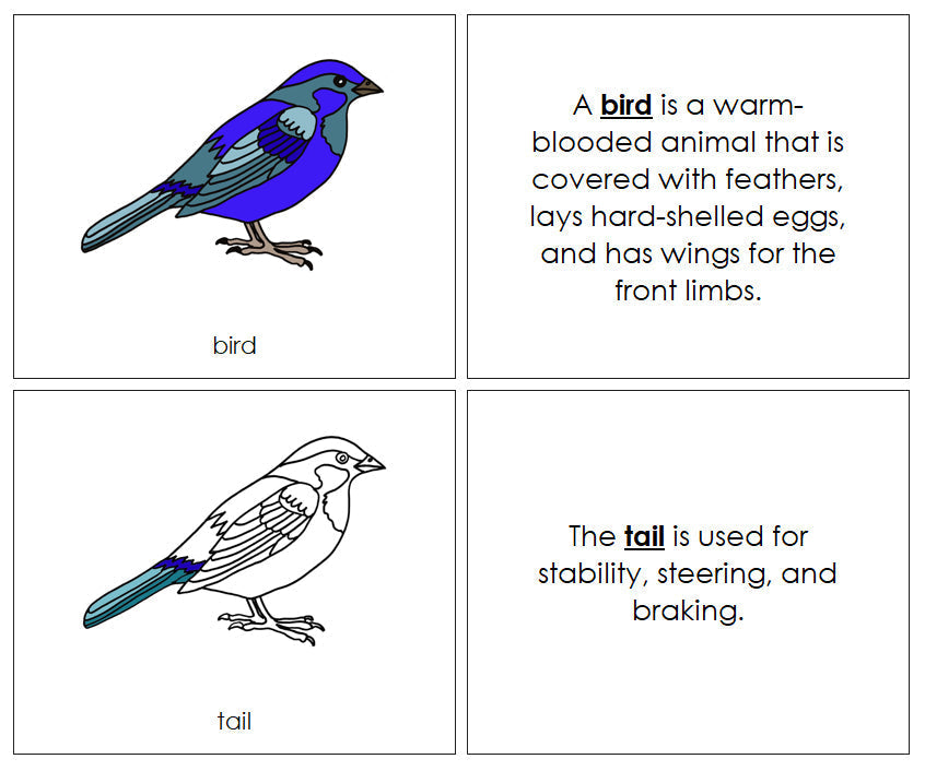 Parts of a Bird Nomenclature Book - Montessori Print Shop Digital Download