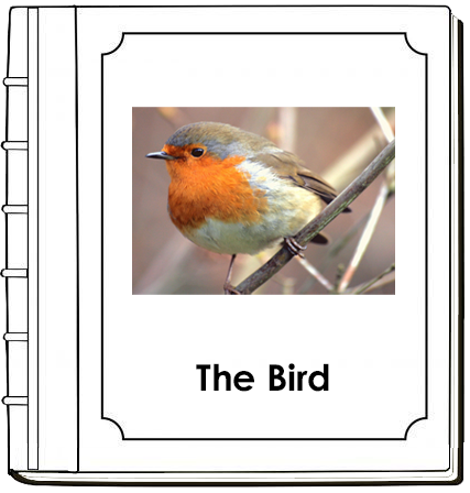 Toddler Bird Book - Montessori Print Shop Digital Download