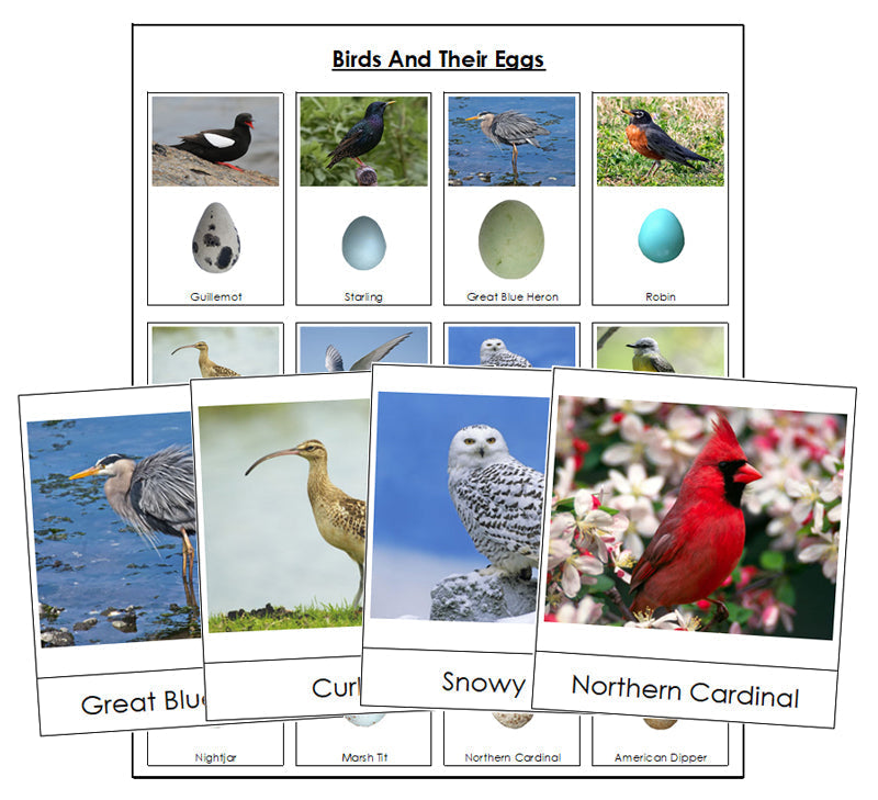 Birds And Their Eggs - Montessori Print Shop