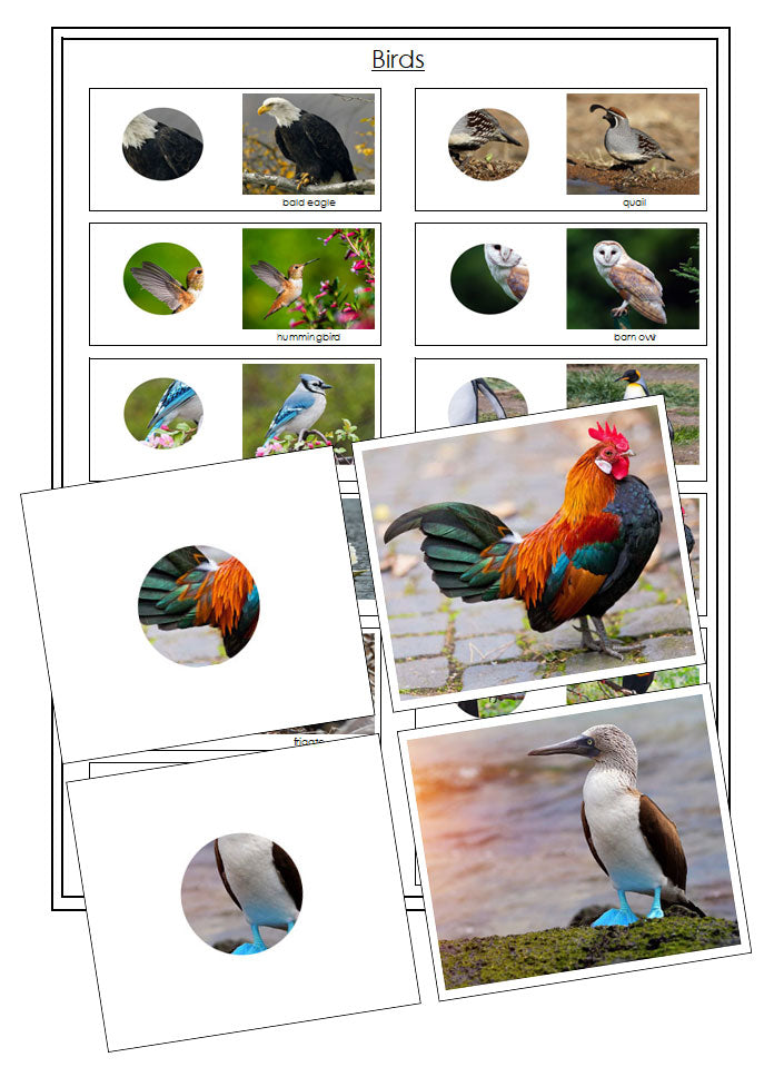 Bird Part to Whole Matching - Montessori Print Shop Digital Download