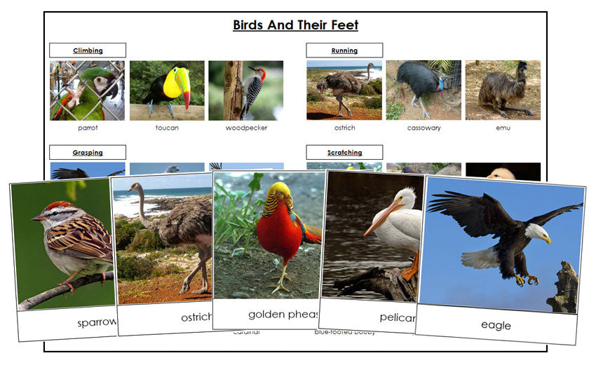 Printable Birds And Their Feet Lesson - Montessori Print Shop Digital Download