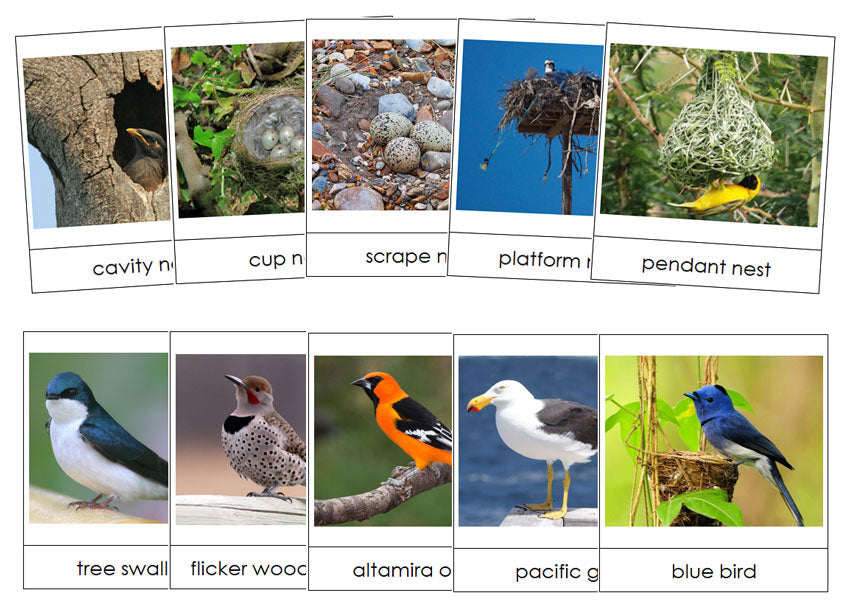 Printable Birds And Their Nests Lesson - Montessori Print Shop Digital Download