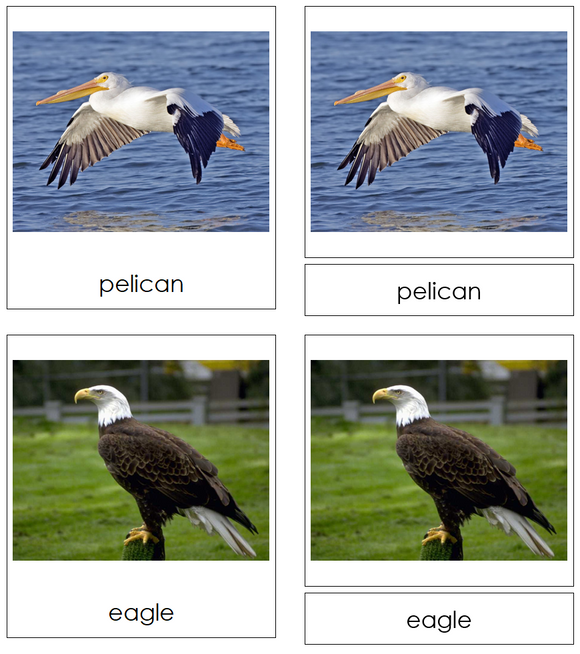 Types of Birds 3-Part Cards - Montessori Print Shop Digital Download