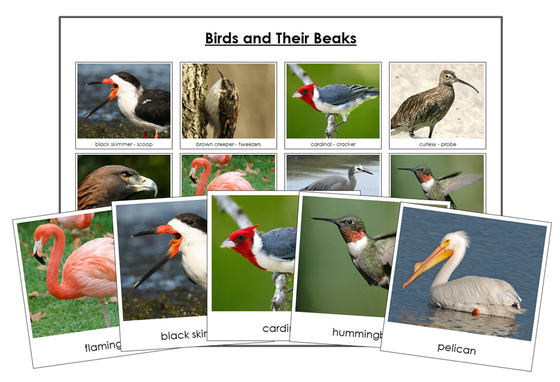Animal Adaptation: Birds & Their Beaks Matching Cards - Montessori Print Shop Digital Download