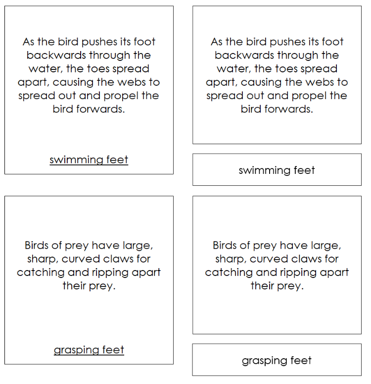 Animal Adaptation: Birds & Their Feet Descriptions and Matching Cards - Montessori Print Shop Digital Download