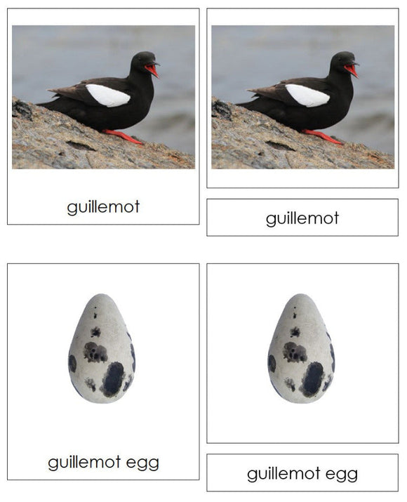 Birds And Their Eggs Matching Cards & Chart - Montessori Print Shop Digital Download