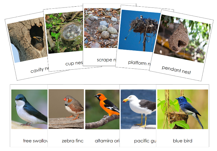 Birds And Their Nests Information and Matching Cards - Montessori Print Shop Digital Download 