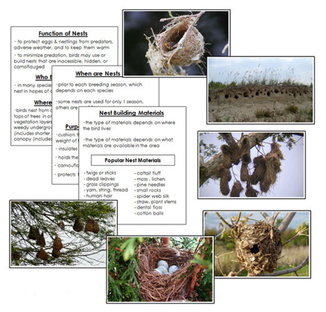 Birds And Their Nests Information and Matching Cards - Montessori Print Shop Digital Download 