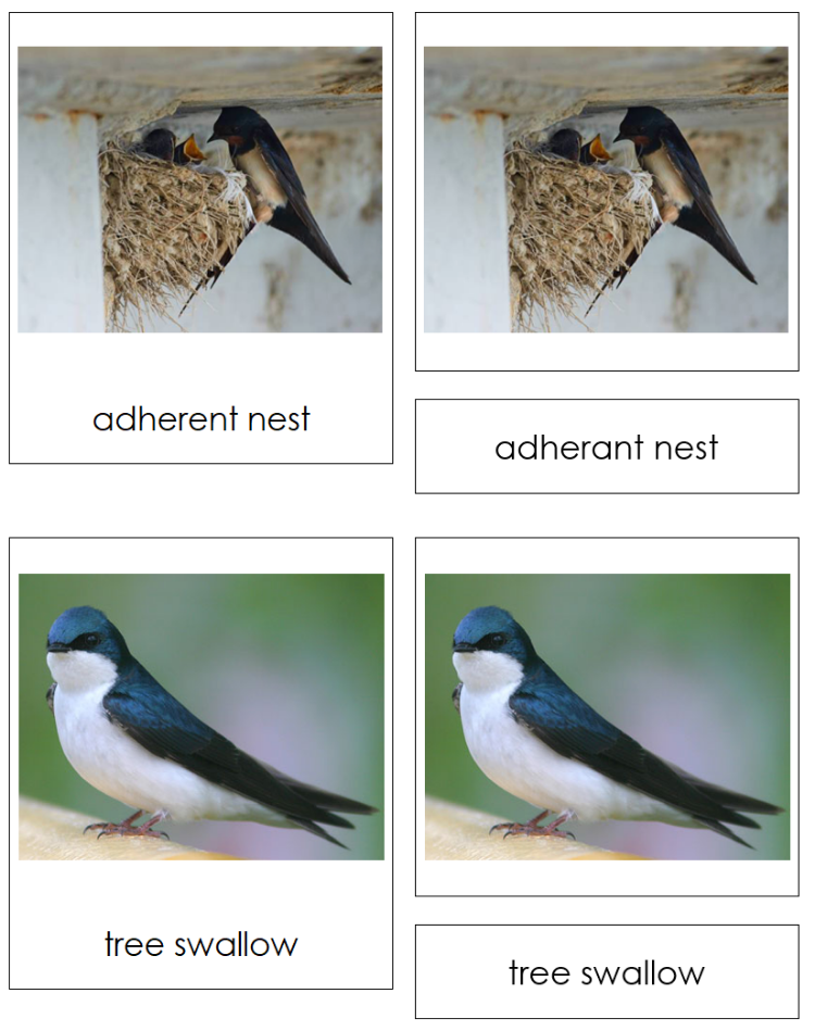 Birds And Their Nests Information and Matching Cards - Montessori Print Shop Digital Download 