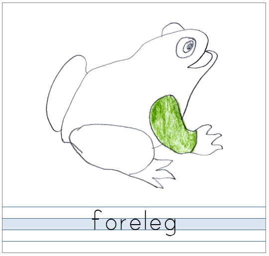 Blue-Lined Nomenclature Paper