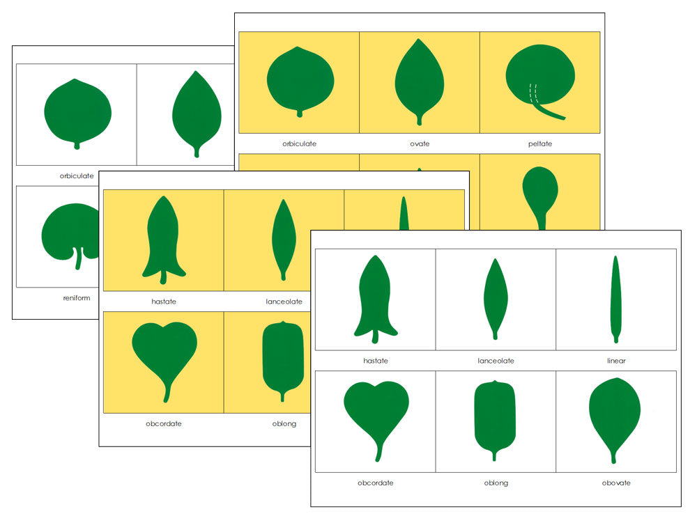 Botany Cabinet Control Charts - Montessori Print Shop Digital Download