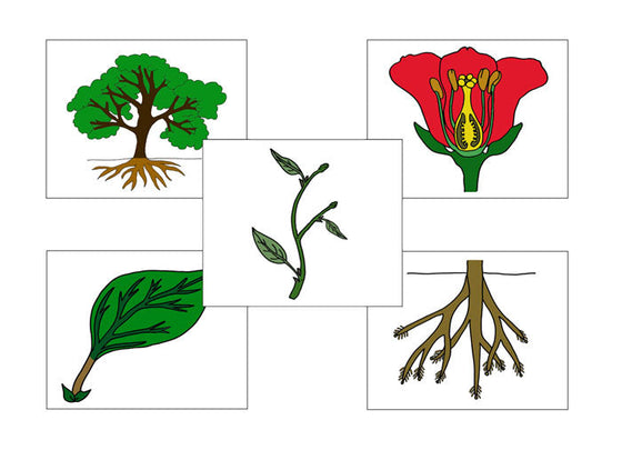 Botany Nomenclature Bundle Set 1 - Montessori Print Shop