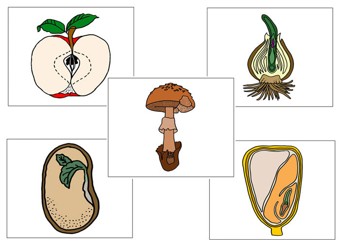 Botany Nomenclature Bundle Set 2 - Montessori Print Shop Digital Download