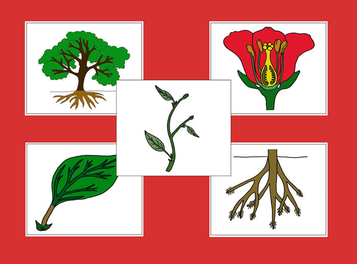 Botany Nomenclature Bundle (Red) Set 1 - Montessori Print Shop Digital Download