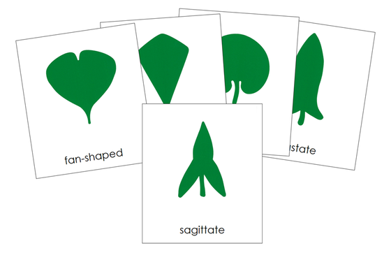 Botany Cabinet Leaf Shape Cards - Montessori Print Shop Digital Download