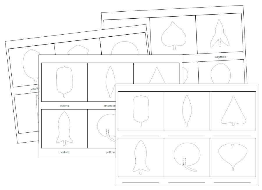 Montessori Botany Cabinet Worksheets - Montessori Print Shop Digital Download