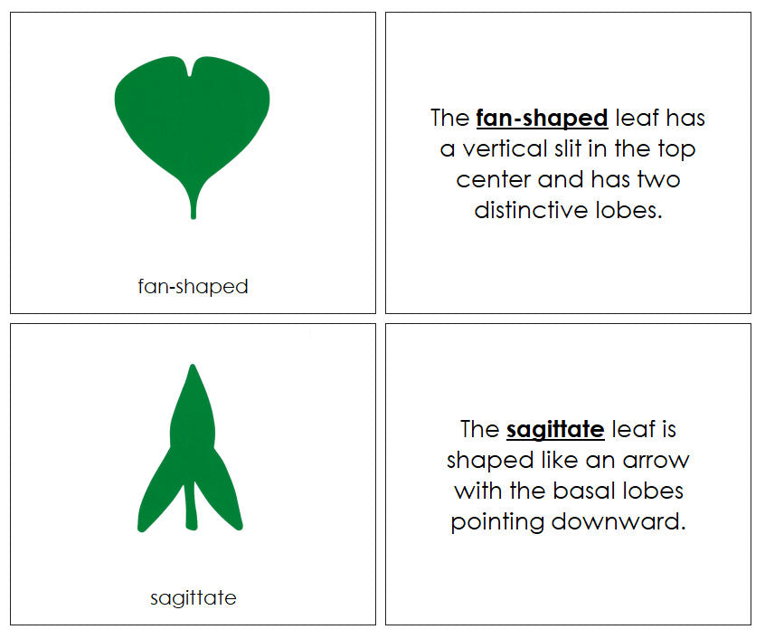 Botany Cabinet Leaf Shapes Book - Montessori Print Shop Digital Download