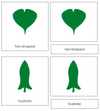 Botany Cabinet Leaf Shape Cards - Montessori Print Shop