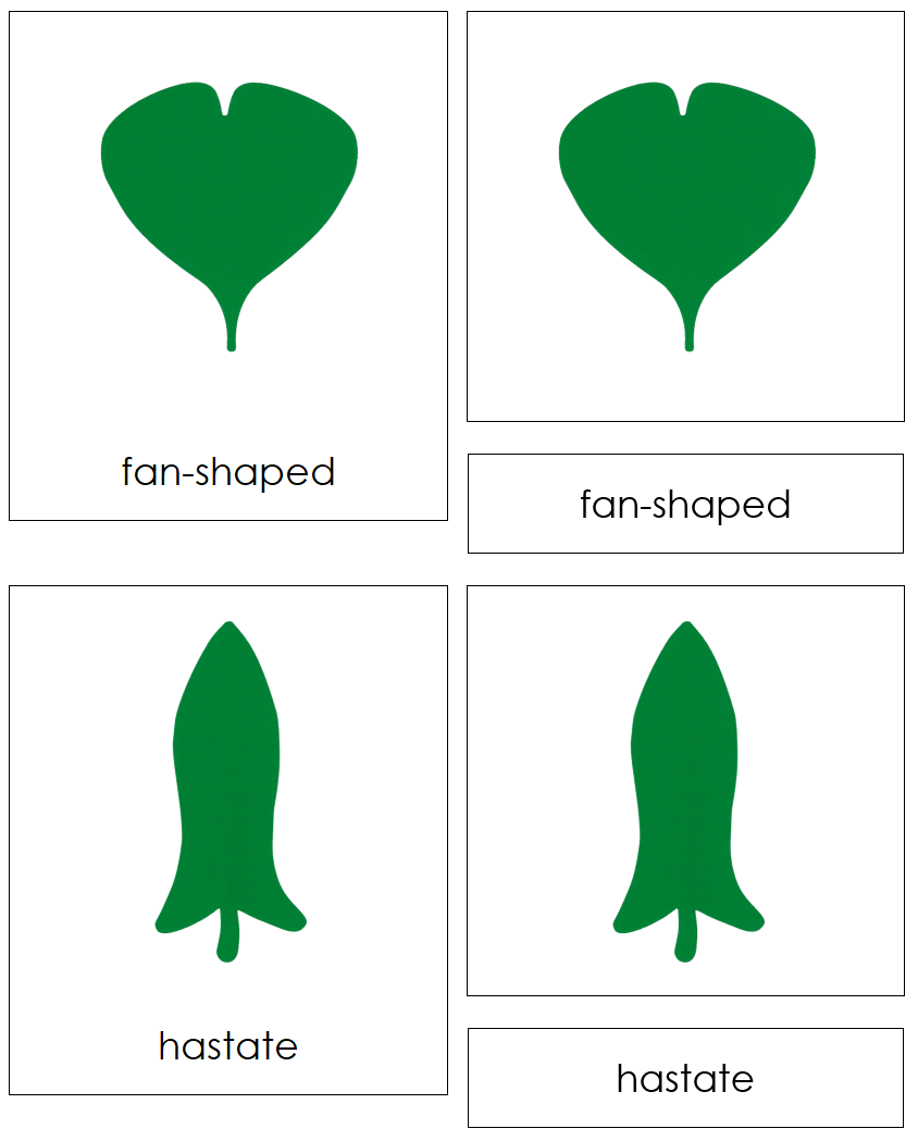 Botany Cabinet Leaf Shape 3-Part Cards - Montessori Print Shop Digital Download