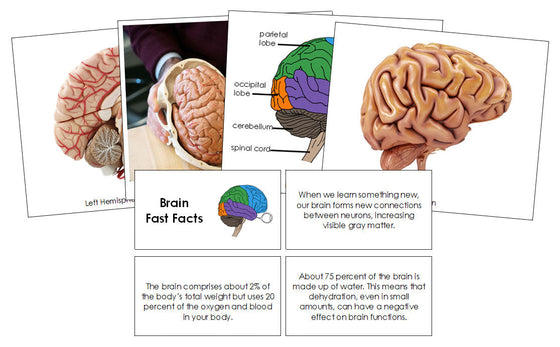 Brain Fast Facts & Pictures - Montessori Print Shop