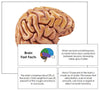 Brain Fast Facts & Pictures - Montessori Print Shop