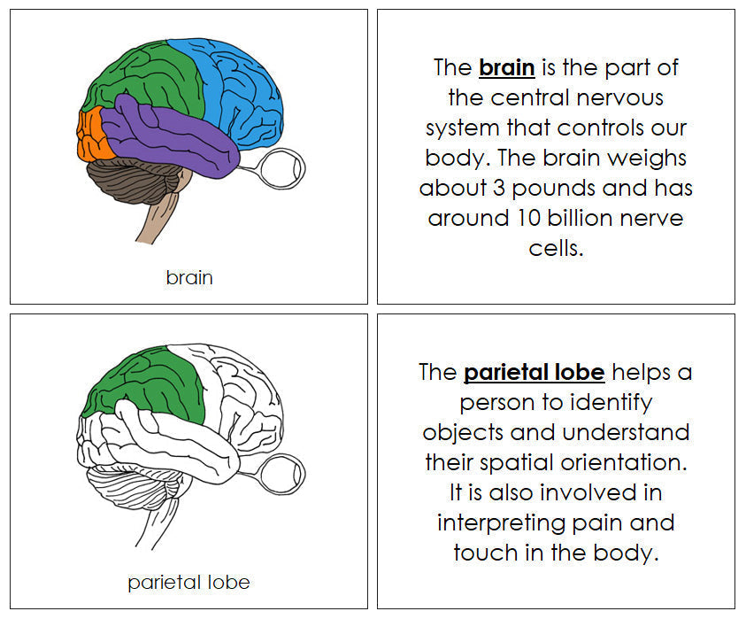 Parts of a Brain Nomenclature Book - Montessori Print Shop