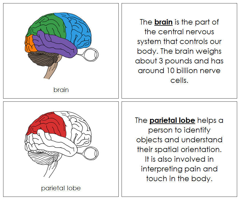 Parts of a Brain Nomenclature Book (red) - Montessori Print Shop Digital Download