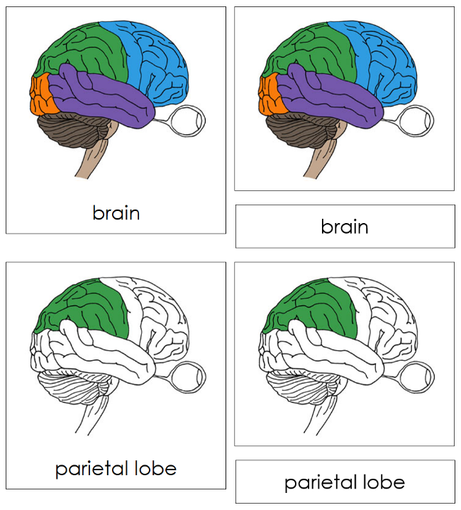 Parts of Human Brain Nomenclature 3-Part Cards - Montessori Print Shop Digital Download 