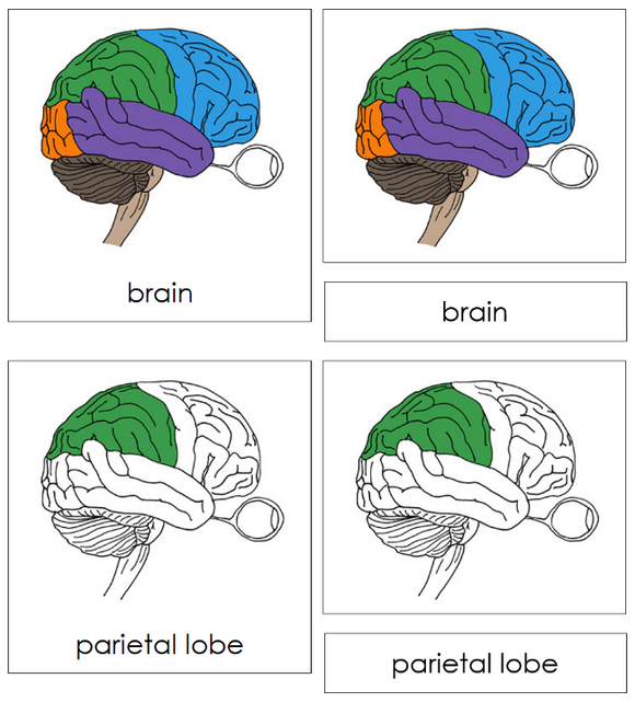 Parts of a Human Brain Nomenclature Cards - Montessori Print Shop Digital Download