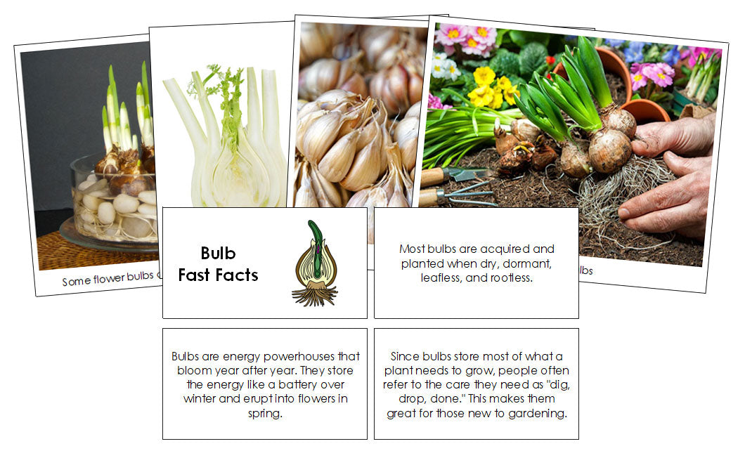 Bulb Fast Facts & Pictures - Montessori Print Shop Digital Download