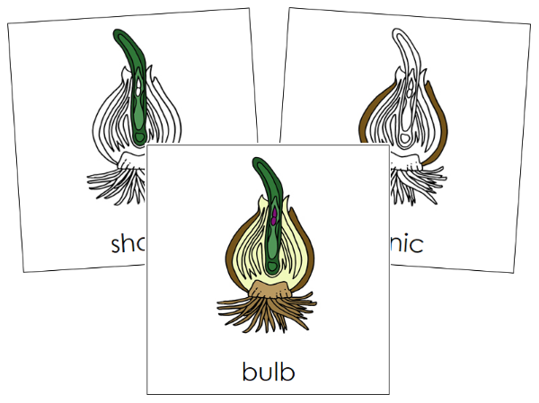 Parts of a Bulb Nomenclature Cards - Montessori Print Shop Digital Download