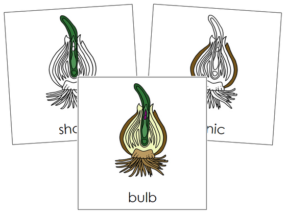 Bulb Nomenclature Cards - Montessori Print Shop