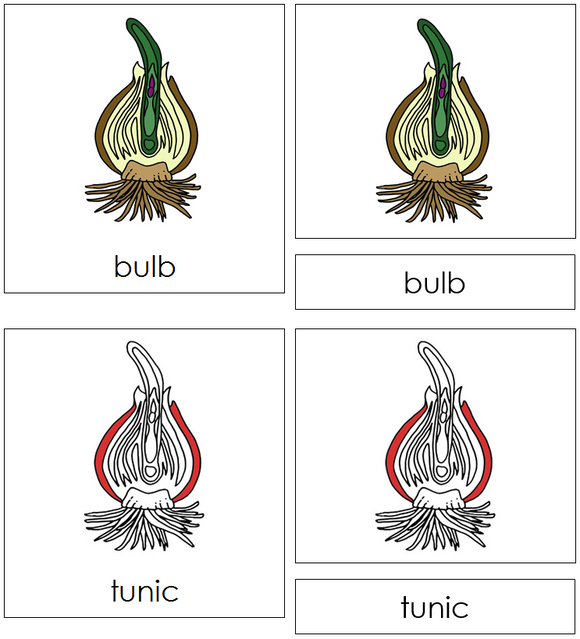 Bulb Nomenclature Cards (red) - Montessori Print Shop