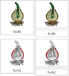 Bulb Nomenclature 3-Part Cards (red) - Montessori Print Shop