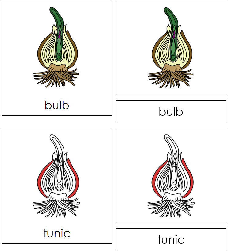 Bulb Nomenclature 3-Part Cards (red) - Montessori Print Shop