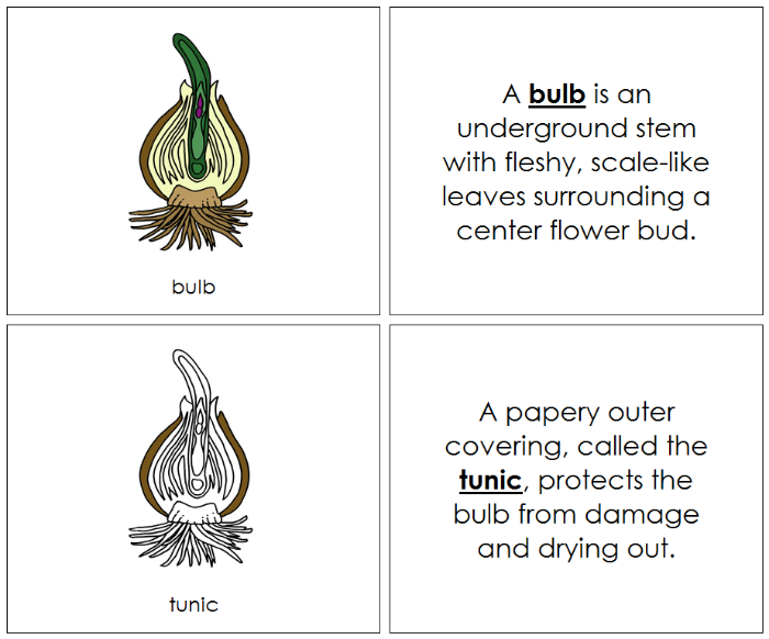 Parts of a Bulb Nomenclature Book - Montessori Print Shop Digital Download