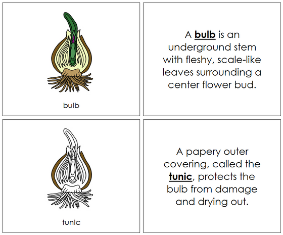 Bulb Nomenclature Book - Montessori Print Shop