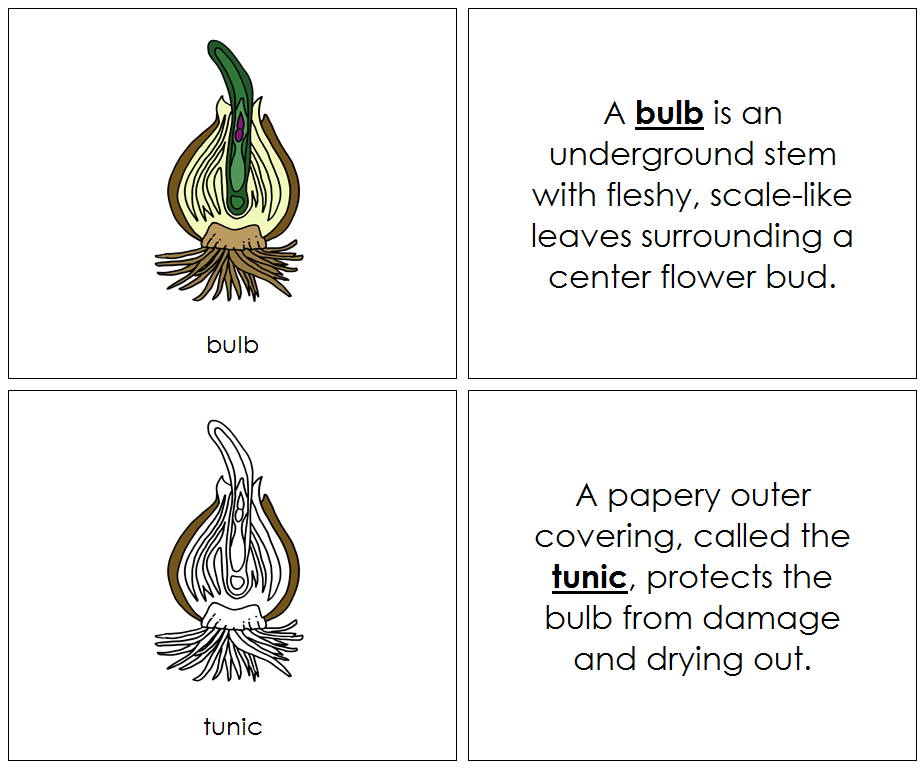 Parts of a Bulb Nomenclature Book - Montessori Print Shop Digital Download